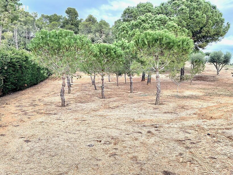 Casa rústica amb 15 mil m2 de parcel·la vallada amb olives a Palamós